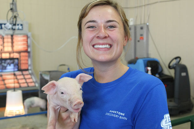Pipestone pig